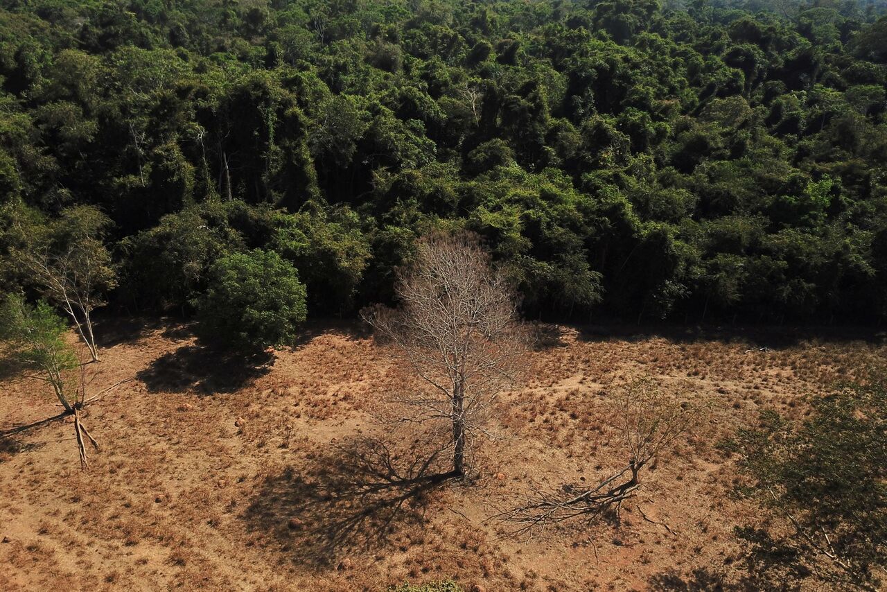 وعده سران جهان به پایان «جنگل زدایی» تا ۲۰۳۰؛ شعار یا واقعیت؟