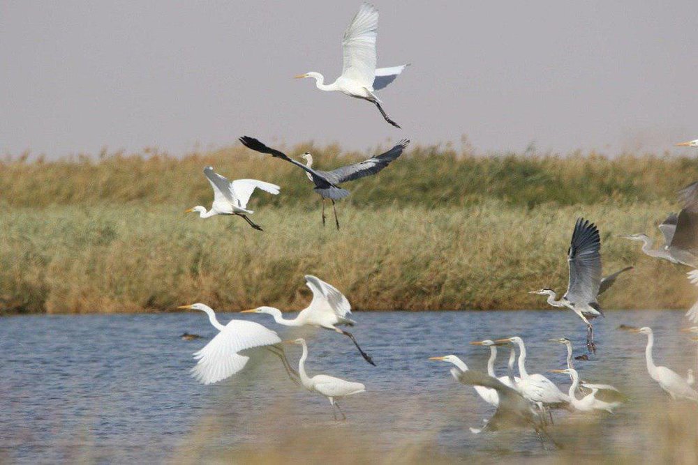 زمستان گذرانی ۵۰ هزار پرنده مهاجر در تالاب‌ها و سواحل ارس