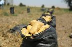 تکمیل سهمیه صادرات سیب‌زمینی در سال جاری/ امسال بیش از ۵ میلیون تن سیب‌زمینی تولید شد