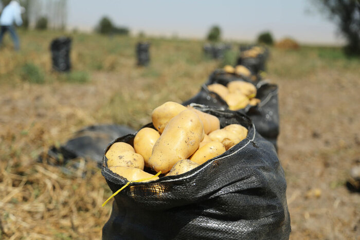 تکمیل سهمیه صادرات سیب‌زمینی در سال جاری/ امسال بیش از ۵ میلیون تن سیب‌زمینی تولید شد