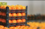 عرضه میوه شب عید از امروز/قیمت‌ سیب‌قرمز ۲۰ هزار تومان و پرتقال ۱۴ هزار و۹۰۰ تومان    
