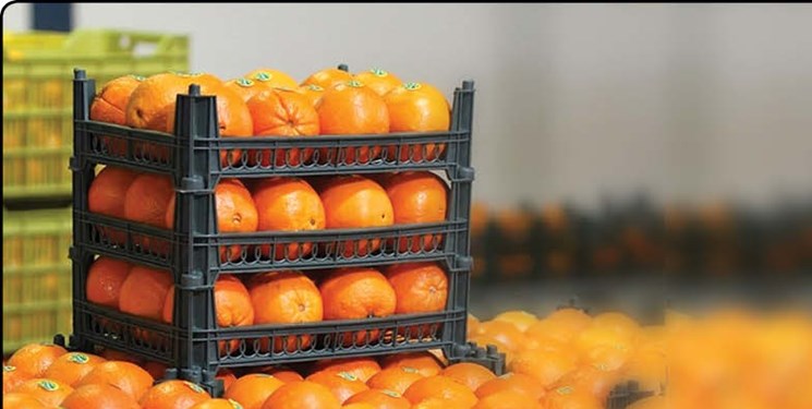 عرضه میوه شب عید از امروز/قیمت‌ سیب‌قرمز ۲۰ هزار تومان و پرتقال ۱۴ هزار و۹۰۰ تومان    