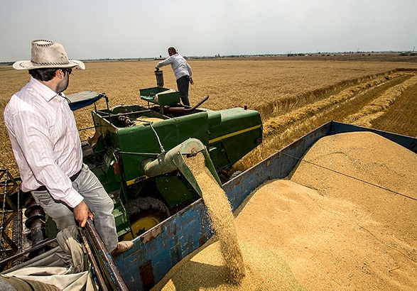 خرید تضمینی گندم در سراسر کشور از ۶ میلیون تن گذشت