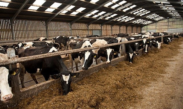 کاهش تولید شیر و گوشت گاو در فصل تابستان