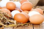 سالانه یک میلیون و ۲۰۰ هزار تن تخم مرغ در کشور تولید می شود