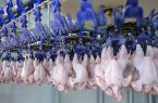 تامین بازار مرغ با جوجه‌ریزی ۱۳۰ میلیونی در ماه