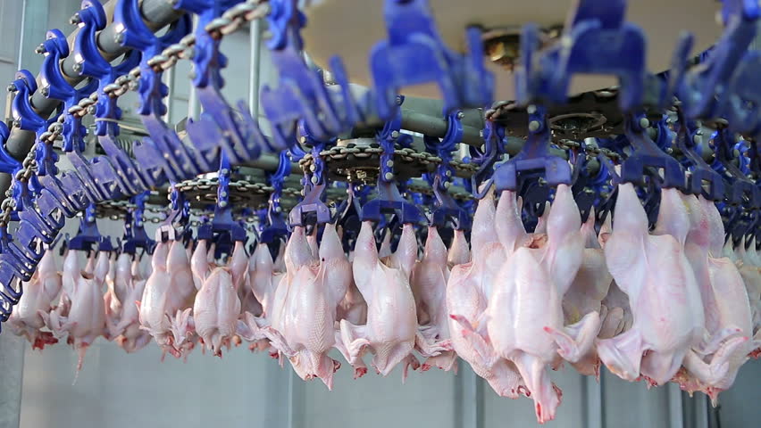 تامین بازار مرغ با جوجه‌ریزی ۱۳۰ میلیونی در ماه