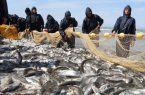 صید بیش از هزار تن ماهی استخوانی از دریای خزر در گیلان
